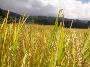 4-Day Private tour in Northern Thailand