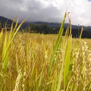 4-Day Private tour in Northern Thailand