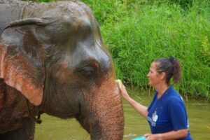 Elephant Care 